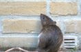 pest control