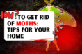 How to Get Rid of Moths: Tips for Your Home