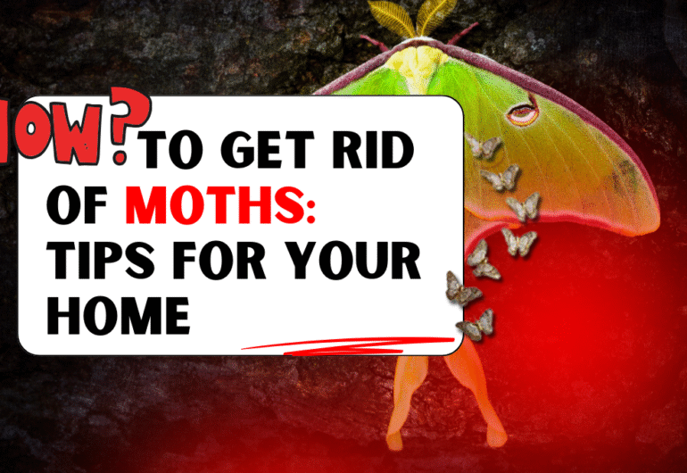 How to Get Rid of Moths: Tips for Your Home